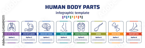 infographic template with icons and 8 options or steps. infographic for human body parts concept. included lungs with the trachea, stoh with liquids, brain body organ, tiptoe feet, human footprints,