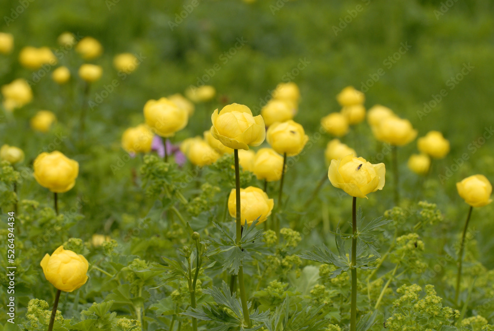 Obraz premium Trollblumen (Trollius europaeus) in den Alpen