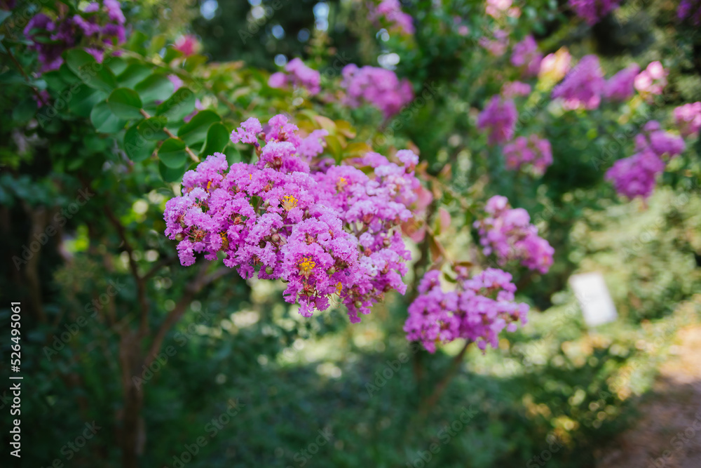 Blooming Indian lagerstremia on the street, also known as Indian lilac. Garden decorations. Bright sunny day. Lush pink inflorescences. Blooming Indian lagerstremia on the street, also known as Indian lilac. Garden decorations. Bright sunny day. Lush pink inflorescences.