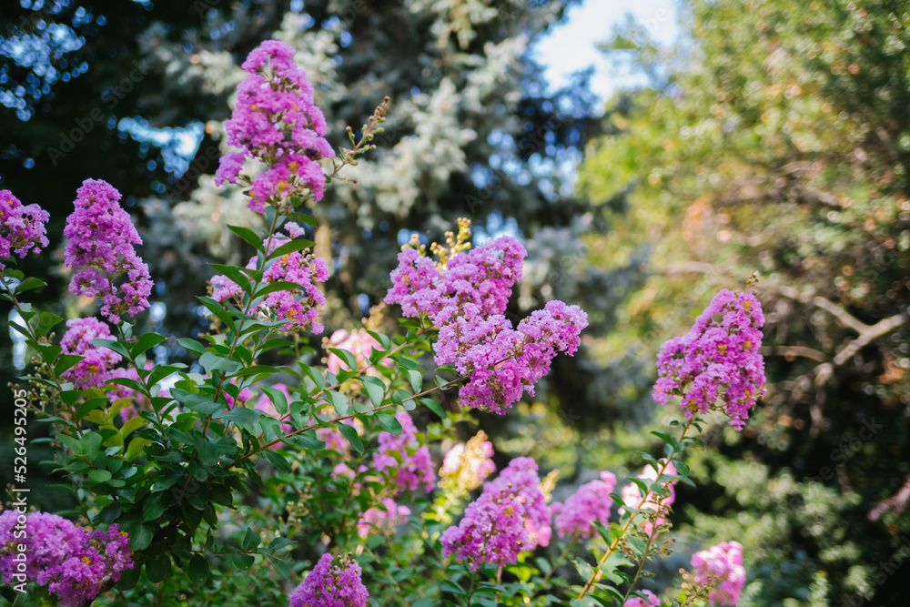 Blooming Indian lagerstremia on the street, also known as Indian lilac. Garden decorations. Bright sunny day. Lush pink inflorescences. Blooming Indian lagerstremia on the street, also known as Indian lilac. Garden decorations. Bright sunny day. Lush pink inflorescences.