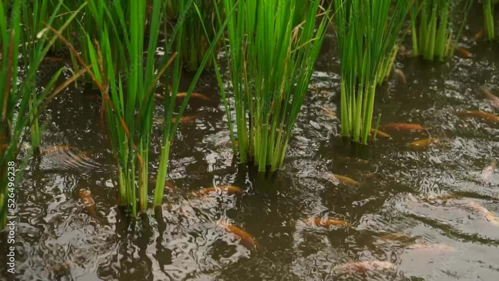 The Mina Padi farming system that has begun to be developed by farmers, rice fields and red tilapia fish ponds in one area, so that crop yields are doubled. The Mina Padi farming system that has begun to be developed by farmers, rice fields and red tilapia fish ponds in one area, so that crop yields are doubled.