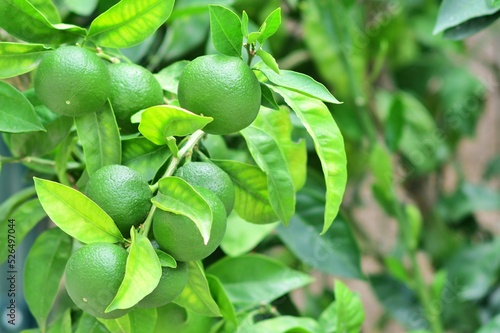 Zielone mandarynki na drzewku