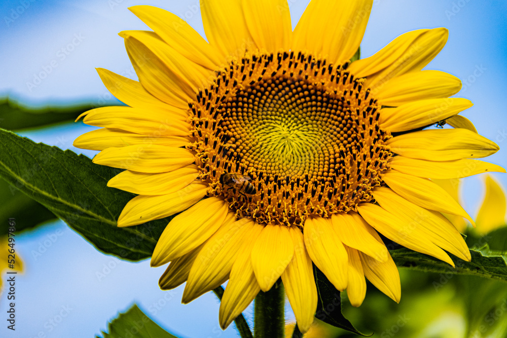 Naklejka premium Sunflower field in the Japanese countryside.