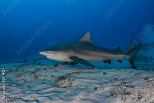 Bull shark  Carcharhinus leucas  swimming close to the sandy bottom