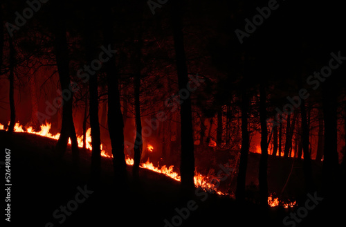 Silhouette of a forest burning at night