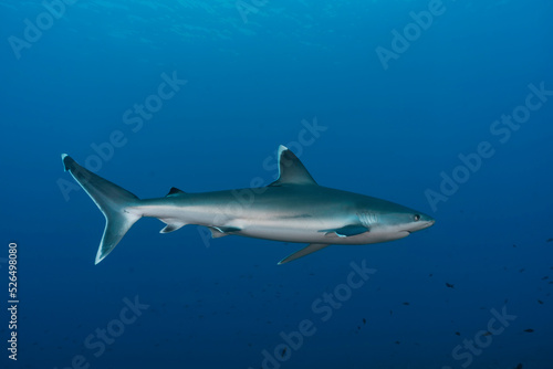 Silver tip shark (Carcharhinus albimarginatus) in the blue © nicolas