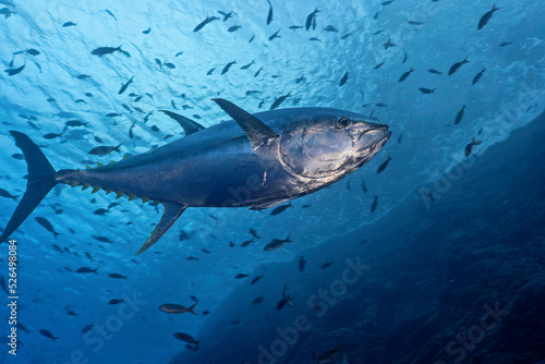 Underwater image of a yelowfin tuna (Thunnus albacarens) photo