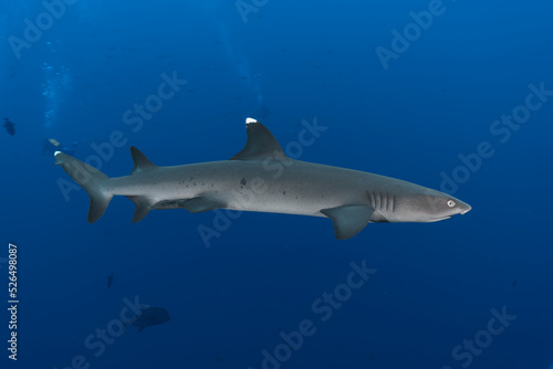 Whitetip shark (Triaenodon obesus) swimming in the blue