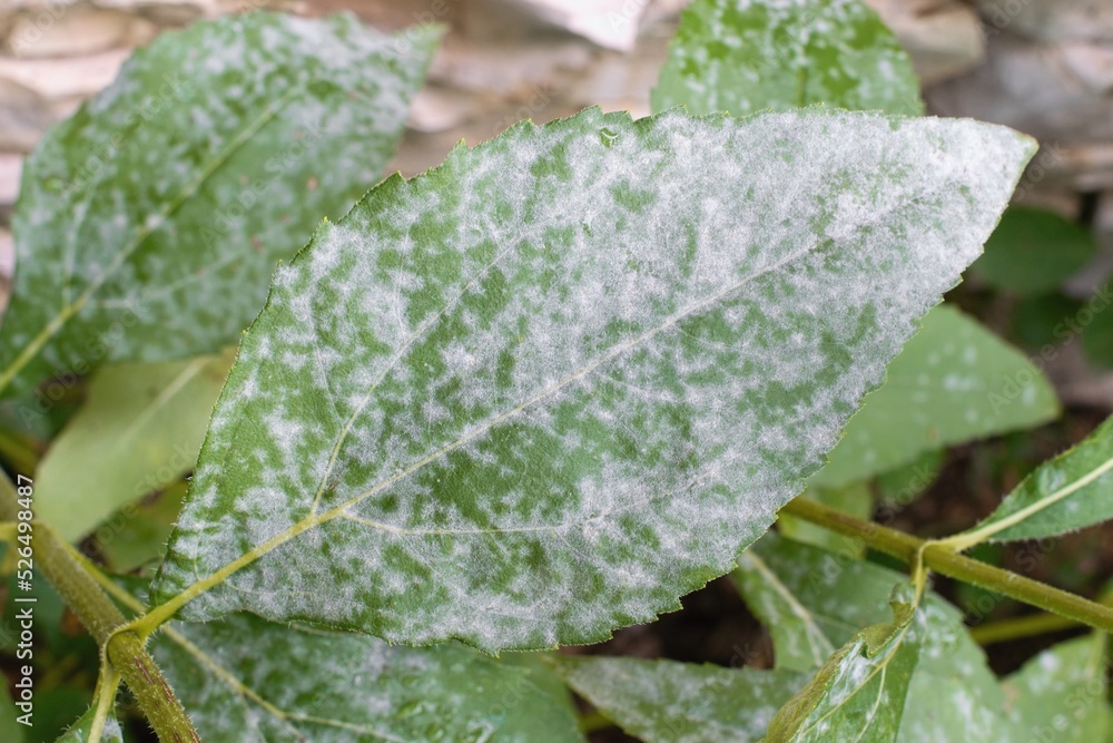 Detail of powdery mildew, plant disease. Affected plant in the garden