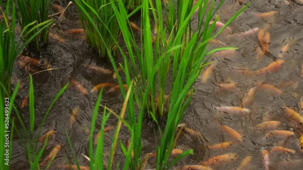 The Mina Padi farming system that has begun to be developed by farmers, rice fields and red tilapia fish ponds in one area, so that crop yields are doubled. The Mina Padi farming system that has begun to be developed by farmers, rice fields and red tilapia fish ponds in one area, so that crop yields are doubled.