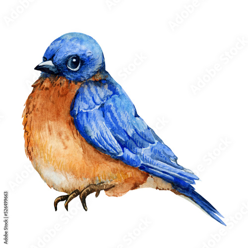 Blue bird, watercolor illustration on transparent background PNG