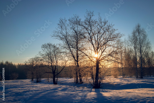Beautiful big oak trees covered with fresh fluffy snow. Big tree without leaves on a winter sunny morning in Russia. © sergofan2015