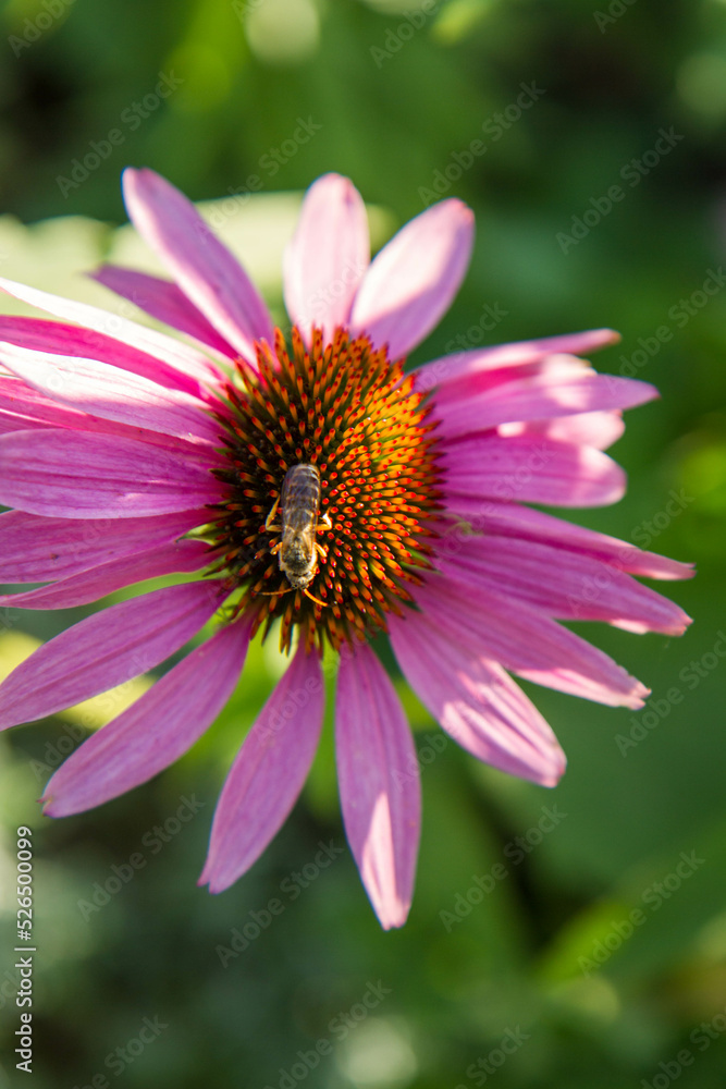 Obraz premium Bee on the Echinacea flower