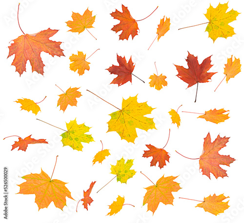 Maple leaves isolated on a white background