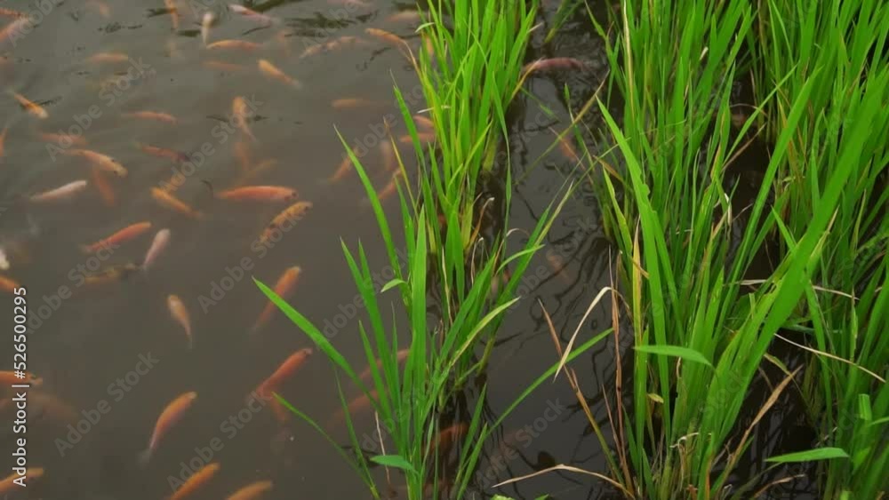 The Mina Padi farming system that has begun to be developed by farmers, rice fields and red tilapia fish ponds in one area, so that crop yields are doubled. The Mina Padi farming system that has begun to be developed by farmers, rice fields and red tilapia fish ponds in one area, so that crop yields are doubled.