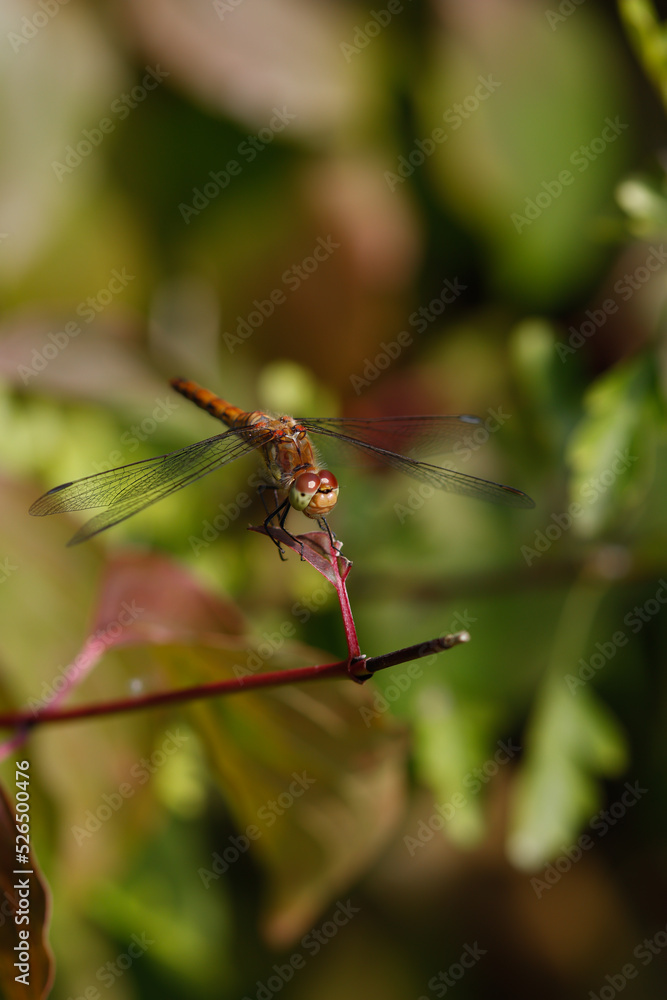 Dragonfly Extreme Close up Detail Dragonfly Extreme Close up Detail