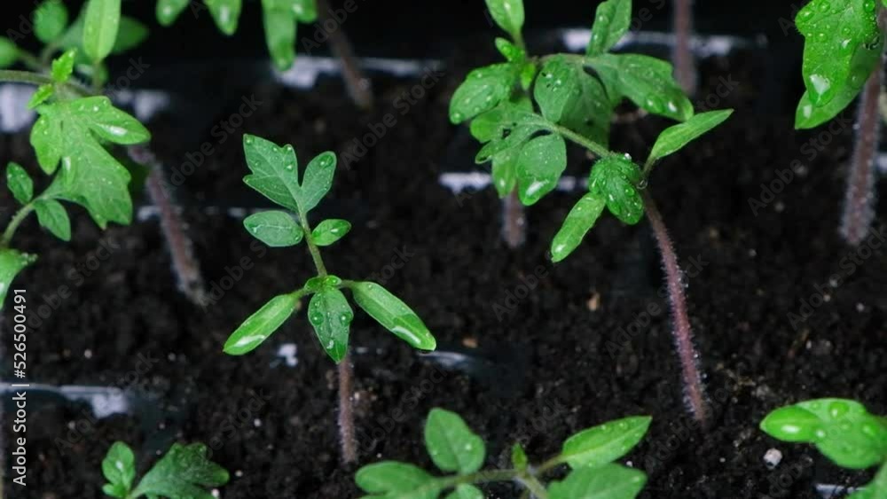 Growing tomatoes from seeds, step by step. Step 8 - the sprouts have grown. Growing tomatoes from seeds, step by step. Step 8 - the sprouts have grown.
