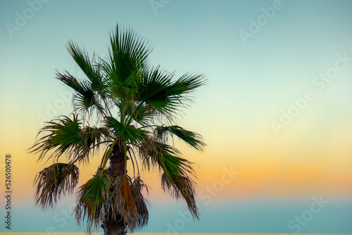 Dark palm tree silhouette against tropical colorful sunset background at the beach