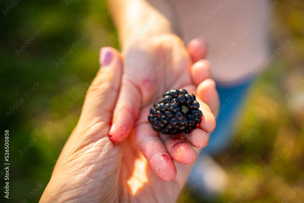  Blackberry berry in child hand and woman hand in raspberry self-picking plantation in Czech republic