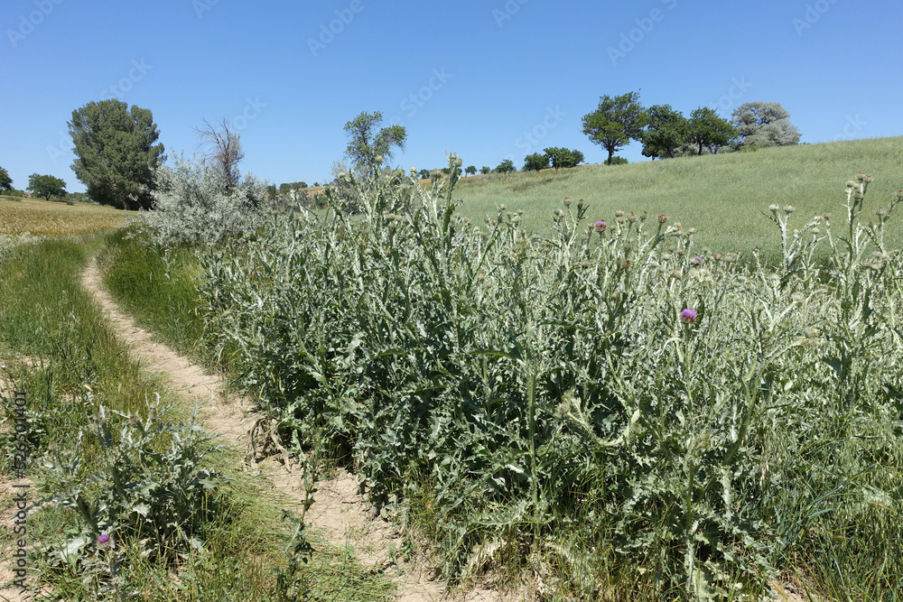 Obraz premium Silybum marianum plant growing by the roadside, Silybum marianum which is one of the medicinal herbs, thistle herb,