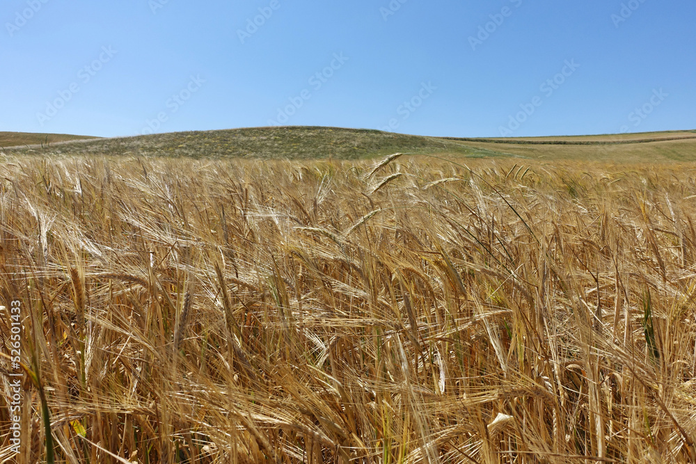 barley ears images, barley farming and barley harvest time, barley farming in continental climate,