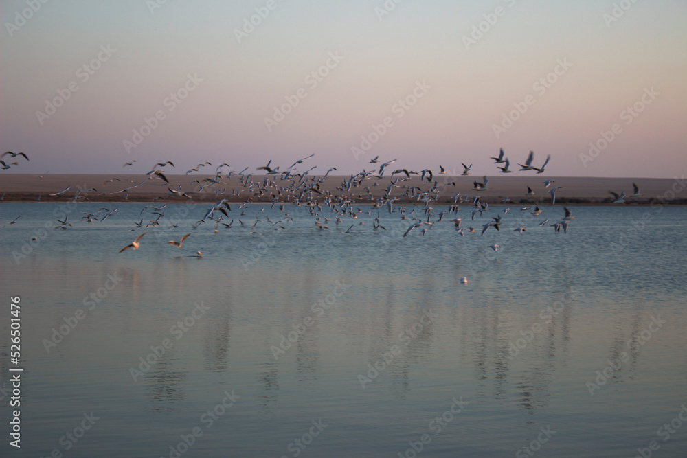 Birds at sunset time, Magic Lake, Fayoum, Egypt