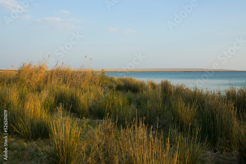 Reeds On the shores of The Magic Lake in Fayoum - Egypt