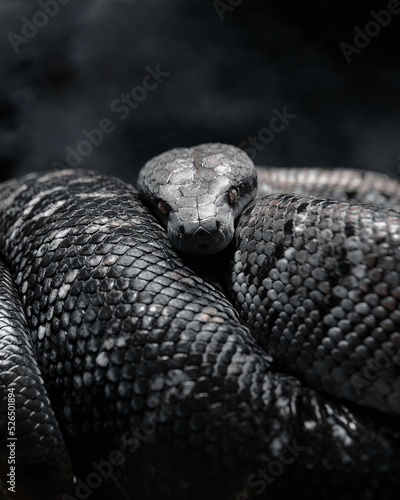 Portrait of a Snake 