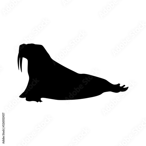 black walrus vector illustration