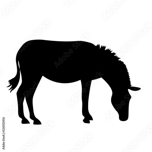 silhouette of a zebra 