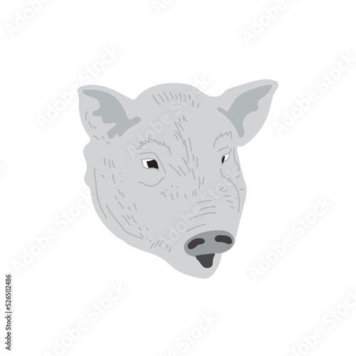 gray pig vector illustration