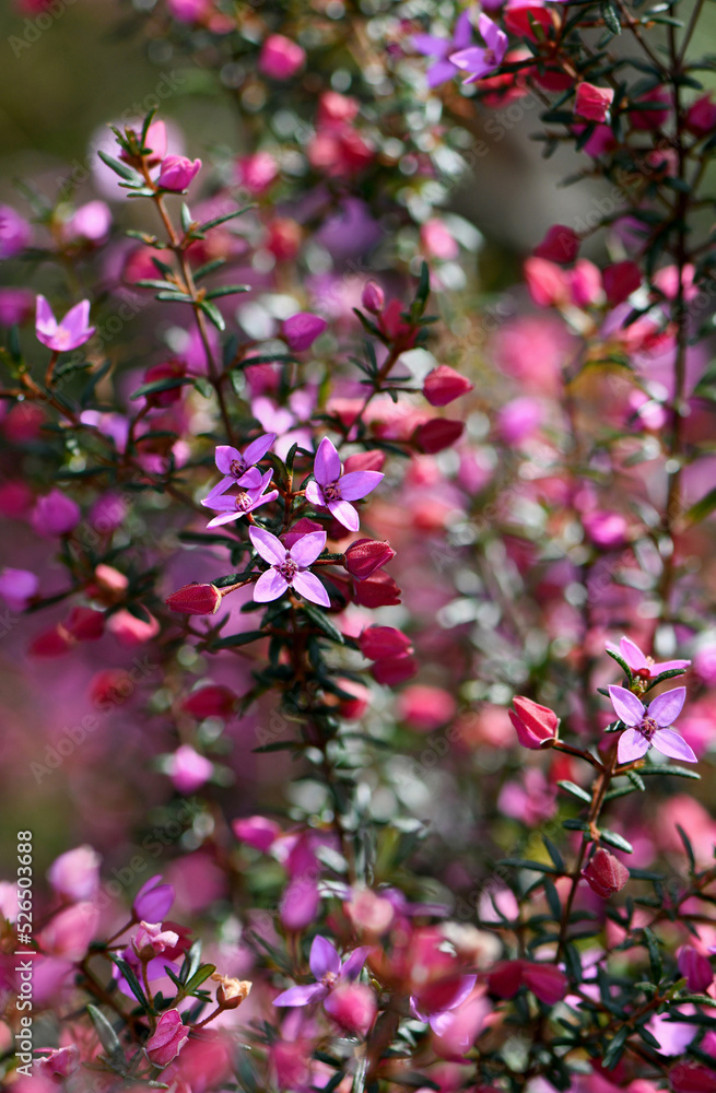 Beautiful pink flowers of the Australian native Boronia ledifolia, family Rutaceae, growing in Sydney sclerophyll forest. Winter to spring flowering. Beautiful pink flowers of the Australian native Boronia ledifolia, family Rutaceae, growing in Sydney sclerophyll forest. Winter to spring flowering.