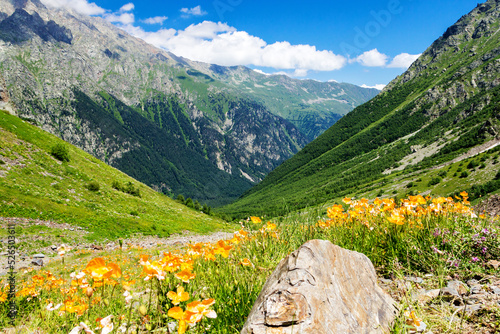 Wild poppy thickets in alpine meadows.
