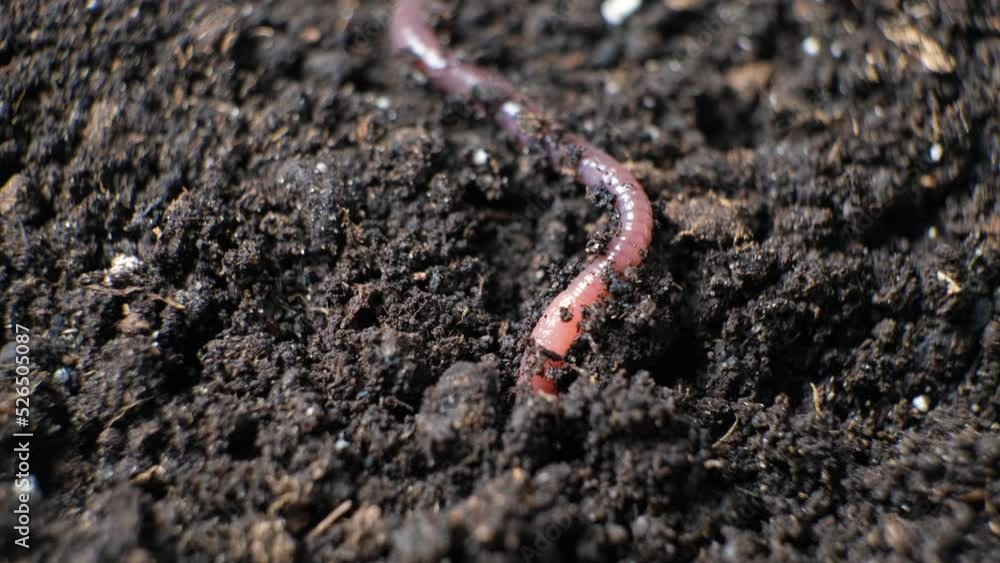 A big earthworm crawls into a hole in the black ground, close-up. A big earthworm crawls into a hole in the black ground, close-up.