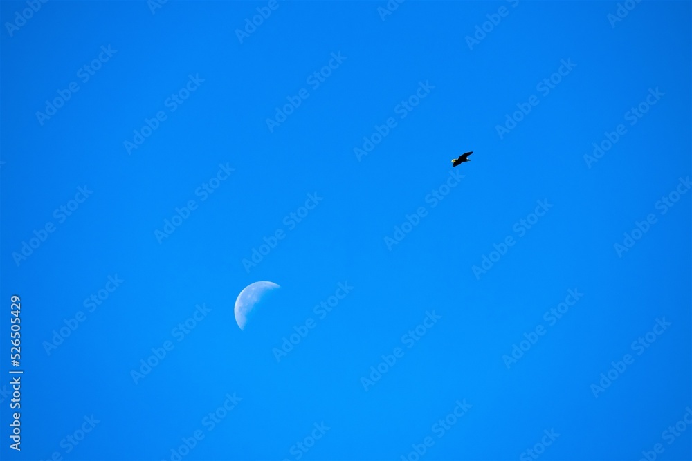 Frei, wie ein Vogel - Ein Halbmond und ein Adler im  blauen Morgenhimmel