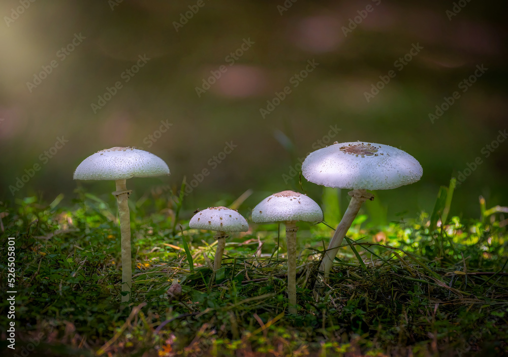 Close-up image of beautiful 4 white mushrooms naturally in the rainy season. Close-up image of beautiful 4 white mushrooms naturally in the rainy season.