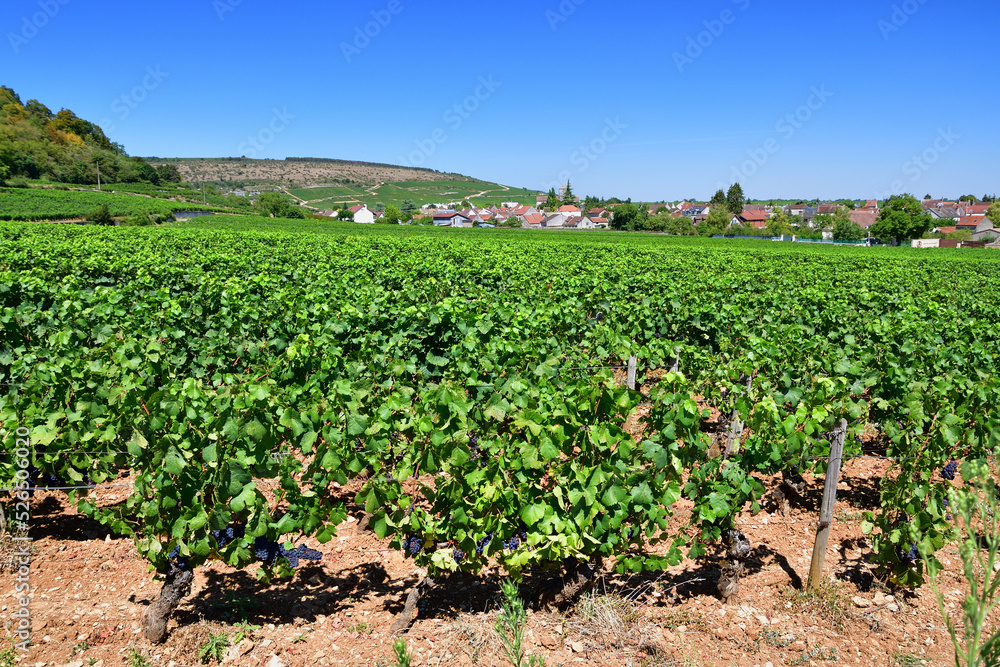 Burgundy, France. Vineyards of Nuits-Saint-Georges. August 9, 2022.