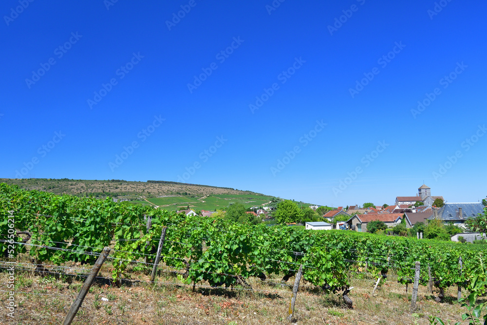 Burgundy, France. Vineyards of Nuits-Saint-Georges. August 9, 2022. Burgundy, France. Vineyards of Nuits-Saint-Georges. August 9, 2022.