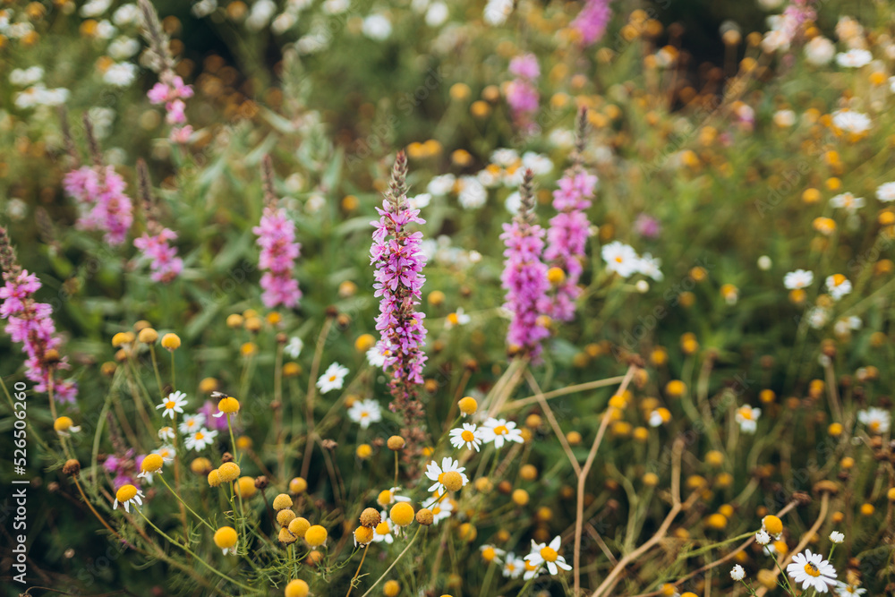 Obraz premium Blooming wild high grass in nature at sunset warm summer. Purple and white flowers flowering on field, nature banner