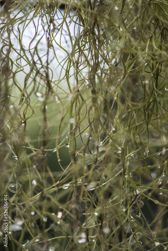 grass with dew drops