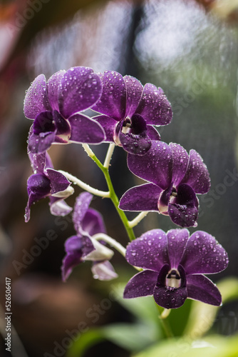 purple orchid flowers