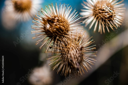Fotografija Selective focus shot of the prickly herb burdock plant with blur background