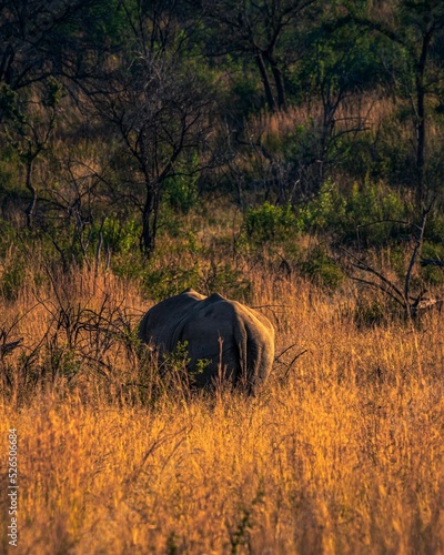 Giant Black rhinoceros in grass field under sunlight, vertical shot photo