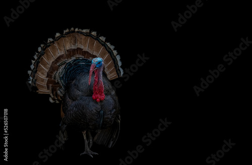 Portrait of a male turkey on a black background