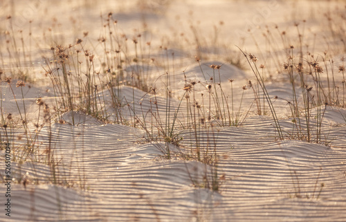 Wallpaper Mural reeds on the beach Torontodigital.ca