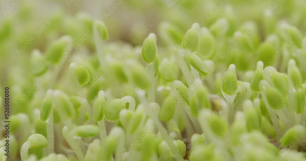 Sprouted chia seed at home garden Sprouted chia seed at home garden