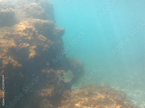 underwater scene with coral reef