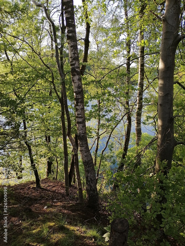Fototapeta premium wald, natur, blätter, relax, fluss