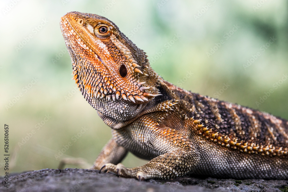 dragon dragon
