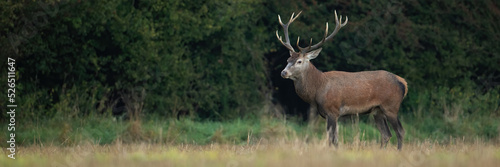 Panoramic composition of red deer, cervus elaphus, stag on a meadow in autumn with copy space. Wild mammal with antlers antlers watching around with interest. Animal wildlife on hay field.
